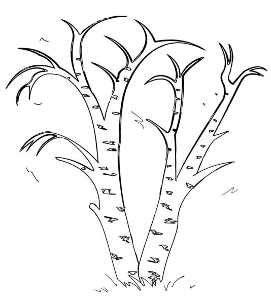 Береза раскраска