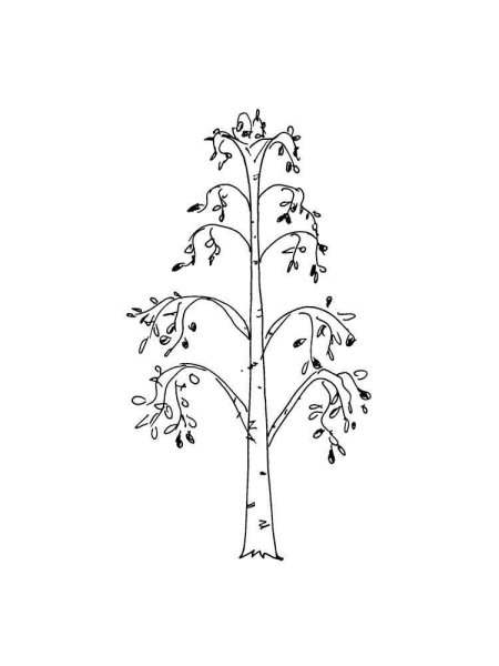 Береза без листьев