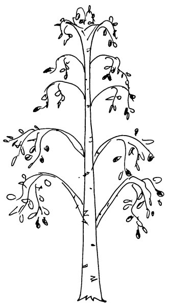 Береза раскраска для детей
