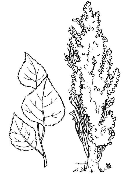 Тополь раскраска