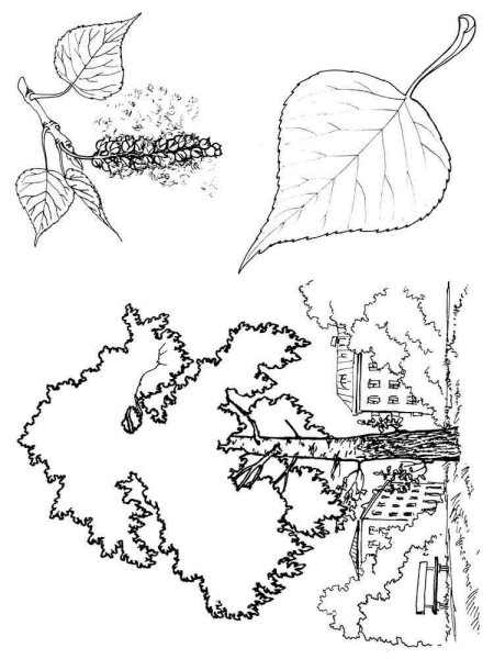 Раскраска Тополь дерево
