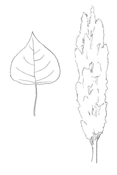 Тополь рисунок карандашом