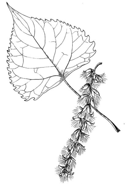 Лист тополя раскраска