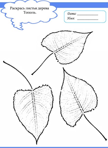 Листья деревьев контур с названиями