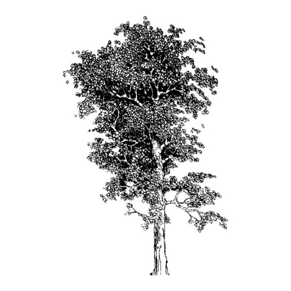 Тополь черный осокорь