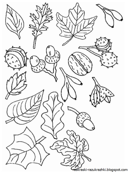 Осенняя раскраска