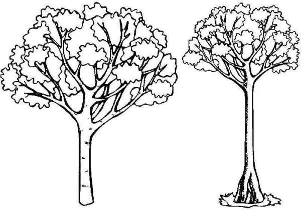 Раскраска деревья и кустарники