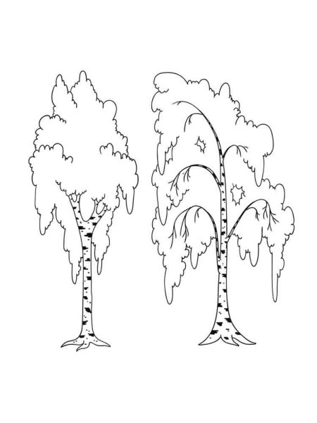 Береза раскраска