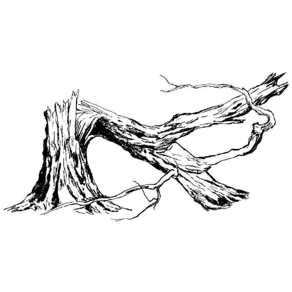 Поваленное дерево рисунок