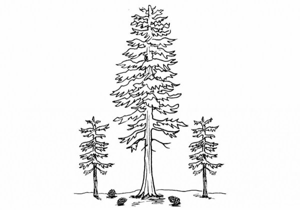 Сосна рисунок карандашом