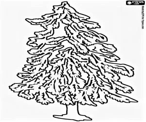 Кедр раскраска