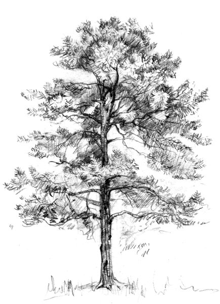 Сосна черно белая