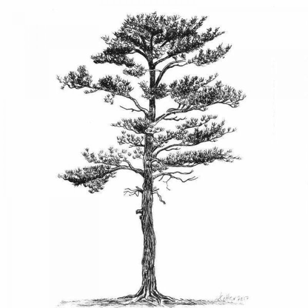 Сибирский кедр дерево