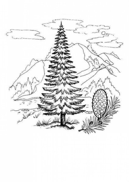 Раскраска хвоинки пихты