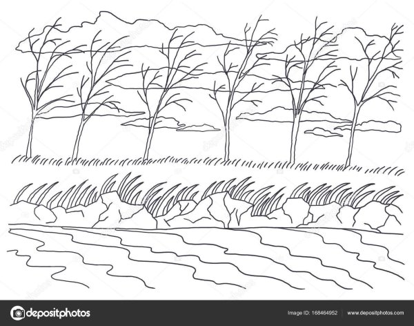 Ритм линий в природе