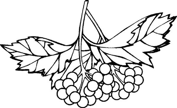 Калина раскраска для детей