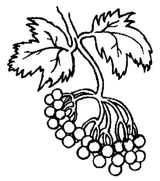 Калина раскраска