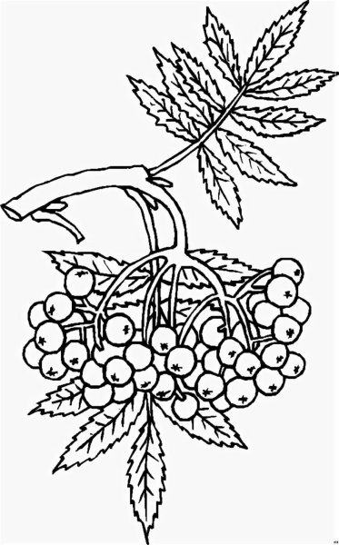 Кисть рябины раскраска