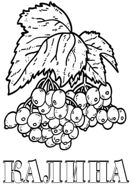 Калина раскраска