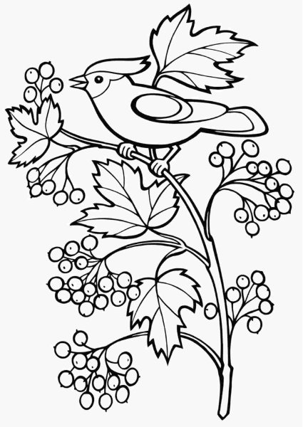 Рябина раскраска