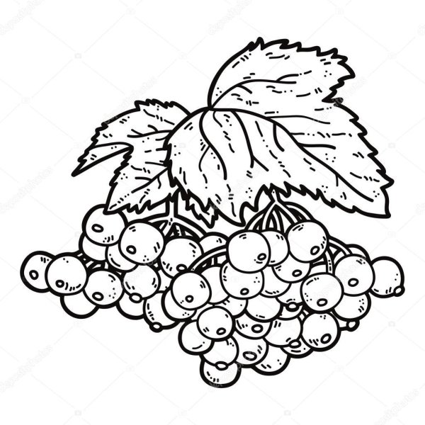 Калина раскраска