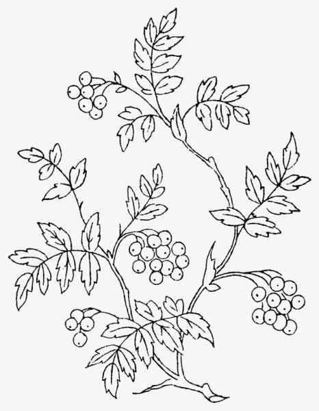 Раскраска рябина дерево