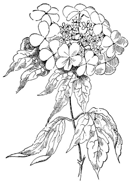 Калина раскрасить