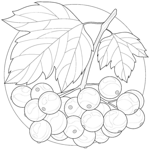 Раскраска ягода облепиха