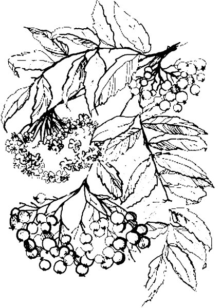 Рябина раскраска