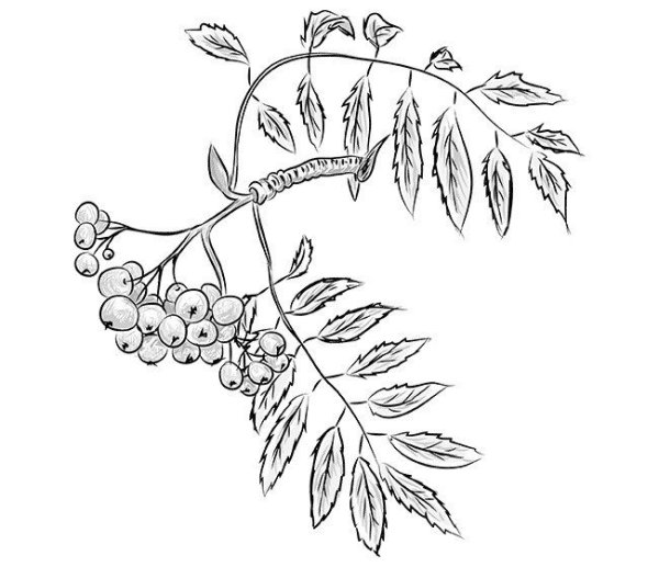 Рябина зарисовка