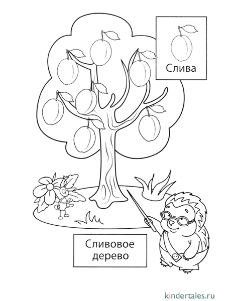 Раскраска плодовые деревья