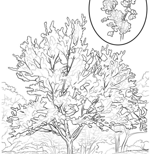 Коралловое дерево раскраска