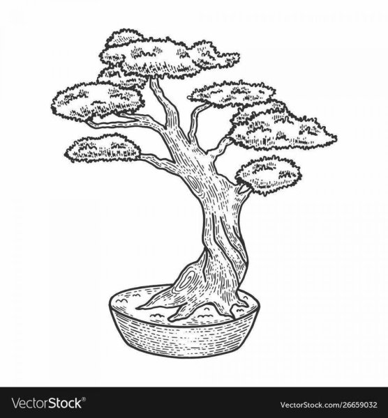 Бонсай раскраска