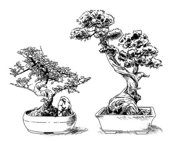 Бонсай эскиз