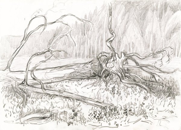 Поваленное дерево карандашом