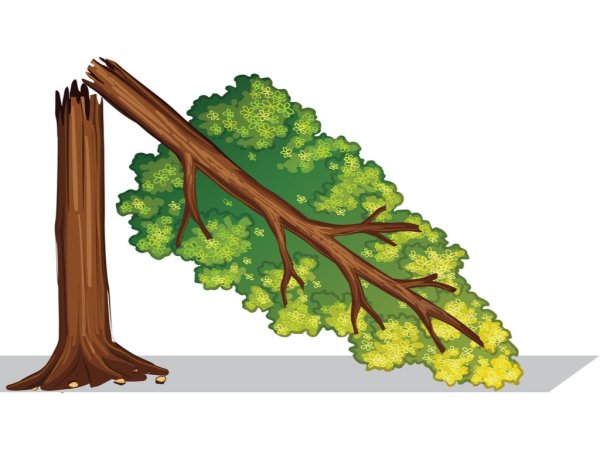 Изображения сломанных деревьев для детей