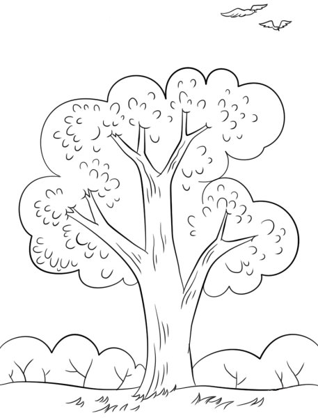 Летнее дерево раскраска