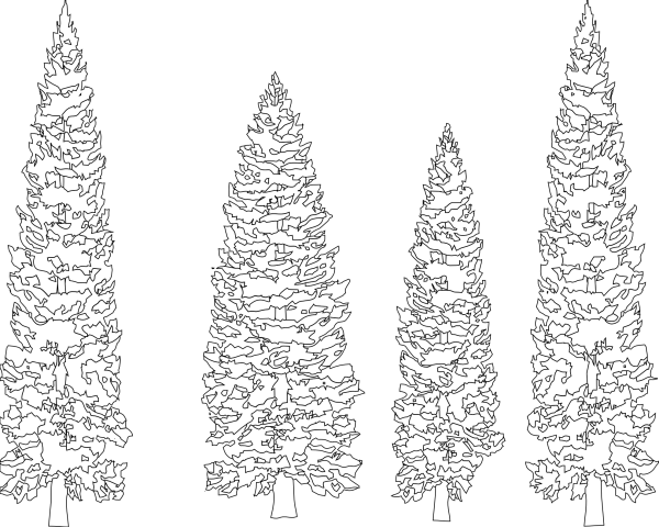 Хвойные деревья раскраска