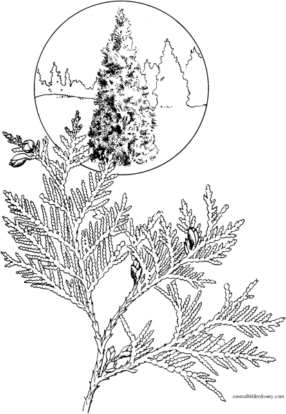 Туя Западная шишки