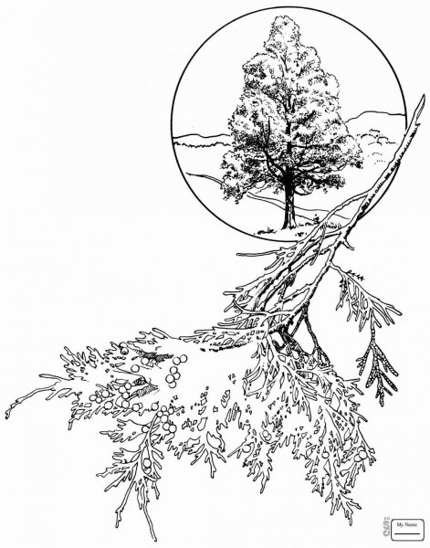 Можжевельник для раскрашивания