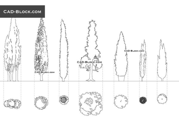 Туи деревья на плане