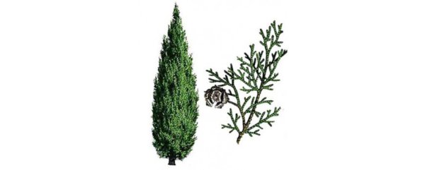 Кипарис ветвление