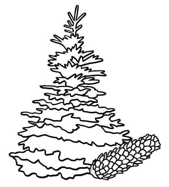 Ель раскраска