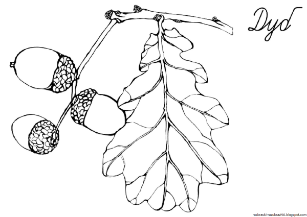 Желудь раскраска для детей