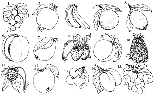 Плоды растений задания для детей