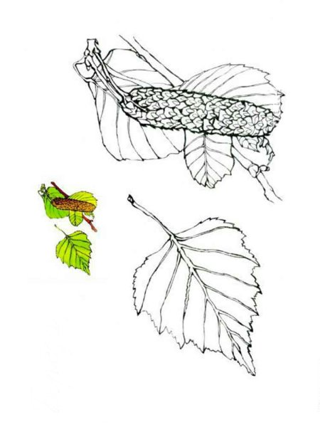 Рисование листа осины