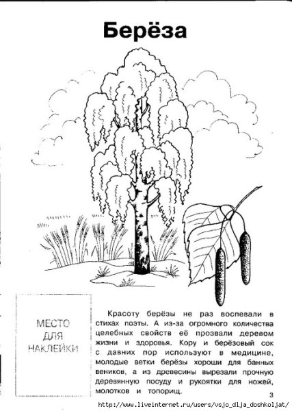 Лиственные деревья раскраска