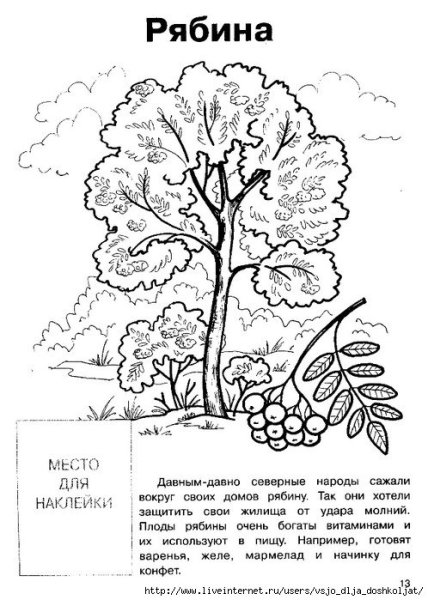 Раскраска рябина дерево
