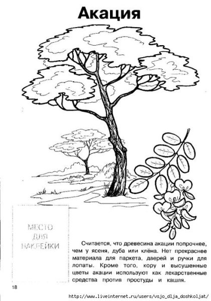Акация дерево раскраска