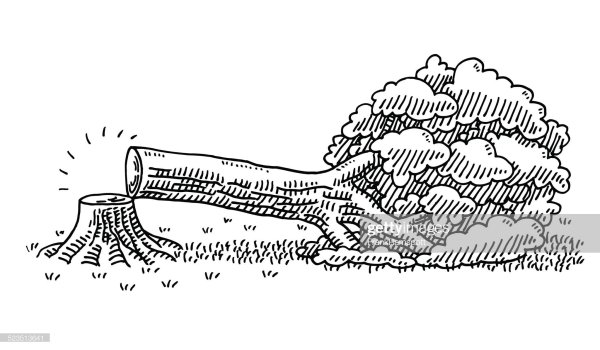 Вырубка лесов раскраска